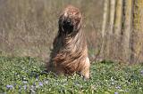 BRIARD 094